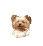 三姉妹犬2（個別スタンプ：13）