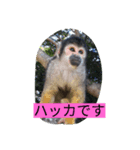 monkeyyyy（個別スタンプ：3）