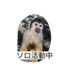 monkeyyyy（個別スタンプ：4）