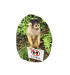 monkeyyyy（個別スタンプ：7）