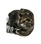 うめもももか（個別スタンプ：4）