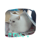 ちびちゃん（白）（個別スタンプ：3）