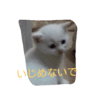 ちびちゃん（白）（個別スタンプ：7）