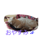 ちびちゃん（白）（個別スタンプ：8）