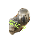 我が家の愉快なインコたち（個別スタンプ：1）
