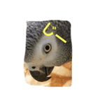 我が家の愉快なインコたち（個別スタンプ：3）