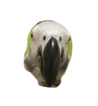 我が家の愉快なインコたち（個別スタンプ：4）