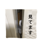 我が家の愉快なインコたち（個別スタンプ：6）