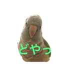我が家の愉快なインコたち（個別スタンプ：7）