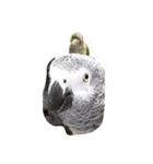 我が家の愉快なインコたち（個別スタンプ：8）