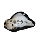 Anko（個別スタンプ：1）
