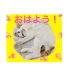 はなのつぶやき（個別スタンプ：1）