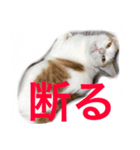 はなのつぶやき（個別スタンプ：3）