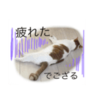 はなのつぶやき（個別スタンプ：5）