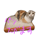 マーコロと愉快な仲間達（個別スタンプ：6）