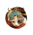 猫のどびにゃん（個別スタンプ：1）