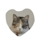 猫のどびにゃん（個別スタンプ：4）