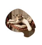 猫のどびにゃん（個別スタンプ：5）