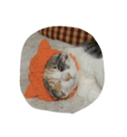 猫のどびにゃん（個別スタンプ：7）