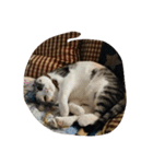 猫のどびにゃん（個別スタンプ：8）