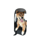 EVE DOG SPEAK（個別スタンプ：1）