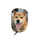 EVE DOG SPEAK（個別スタンプ：2）