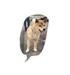 EVE DOG SPEAK（個別スタンプ：3）