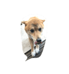 EVE DOG SPEAK（個別スタンプ：4）