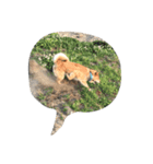 EVE DOG SPEAK（個別スタンプ：5）