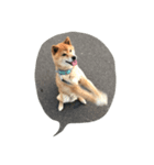 EVE DOG SPEAK（個別スタンプ：6）