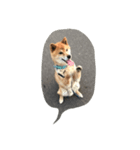 EVE DOG SPEAK（個別スタンプ：7）
