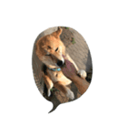 EVE DOG SPEAK（個別スタンプ：8）