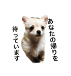 うちの犬シリーズ（個別スタンプ：1）