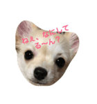 うちの犬シリーズ（個別スタンプ：2）