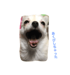 うちの犬シリーズ（個別スタンプ：4）