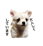 うちの犬シリーズ（個別スタンプ：5）