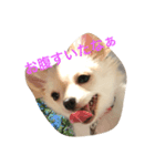 うちの犬シリーズ（個別スタンプ：6）
