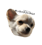 うちの犬シリーズ（個別スタンプ：8）