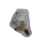 モモさま（個別スタンプ：6）