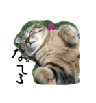 俺、猫（個別スタンプ：1）