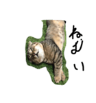 俺、猫（個別スタンプ：2）