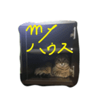 俺、猫（個別スタンプ：4）