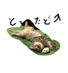 俺、猫（個別スタンプ：5）