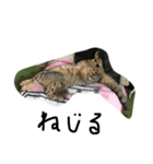 俺、猫（個別スタンプ：6）