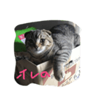 俺、猫（個別スタンプ：7）