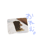 うちのどうぶつ達（個別スタンプ：5）