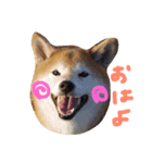 柴犬 ふうたん（個別スタンプ：1）