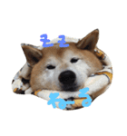 柴犬 ふうたん（個別スタンプ：2）