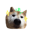 柴犬 ふうたん（個別スタンプ：4）