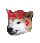 柴犬 ふうたん（個別スタンプ：5）